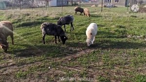 Месячные Козлята с барашками едят траву в апреле