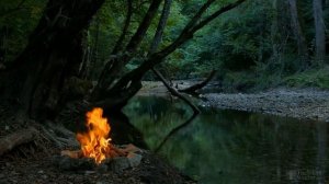 Как избавиться от плюща на огороде?