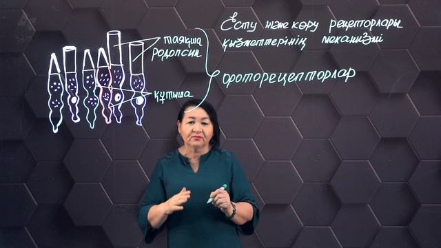 Есту және көру рецепторлары қызметтерінің механизмі. 8 сынып.
