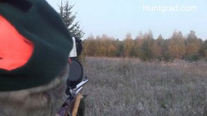 Охота на лося на реву 2019 (Rufjagd auf Elchwild 2019)