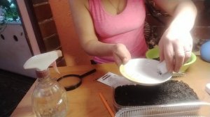 ЛАВАНДА УЗКОЛИСТНАЯ ПОСЕВ СЕМЯН НА РАССАДУ.