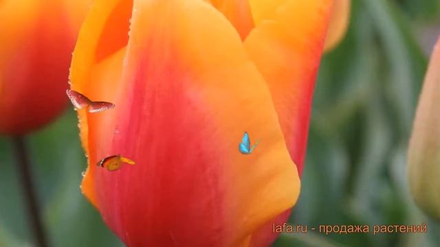 Тюльпан гибридный Кэш (tyulpan-kesh) ? тюльпан Кэш обзор: как сажать луковицы тюльпаны Кэш смотреть онлайн