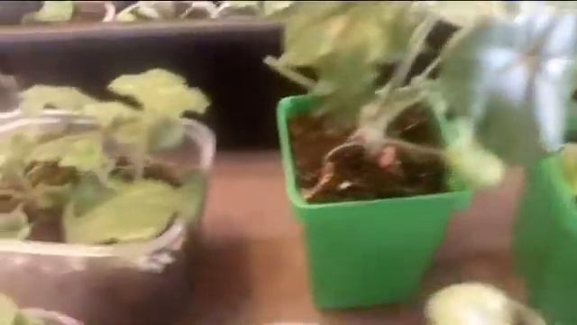 Условия для рассады петунии, дихогдры и других цветуечков!🤣 развитие моих петуний на 9 января 2022 смотреть онлайн