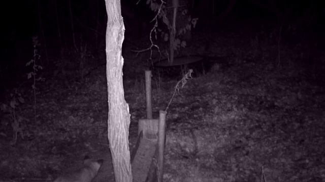 Фотоловушка H802 в осеннем лесу. октябрь смотреть онлайн