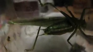 кузнечик стрекочет