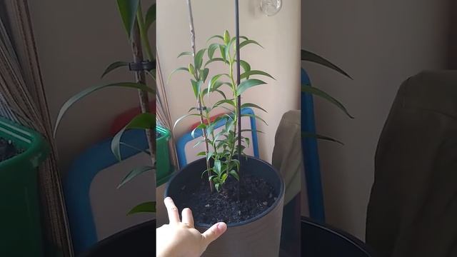 Лилии в горшках на подоконнике дома. Потрясный результат смотреть онлайн