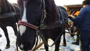 ЗАПРЯГЛИ ПАРУ ВОРОНЫХ В ПАРАКОНКУ/ В ГОСТЯХ У ШОРНИКА