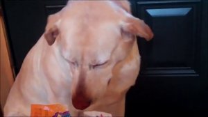 Собаке стыдно