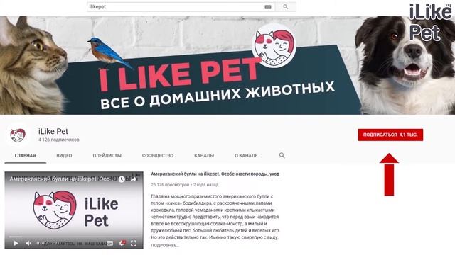 4 типа самых популярных кошачьих кличек смотреть онлайн