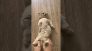 Funny cats, dogs and other animals/Самые смешные животные # 11