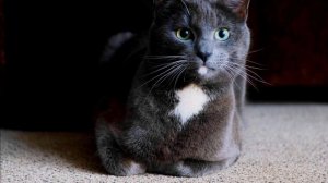 Почему когда делаешь практики с энергией приходят кошки?  Почему кошки ложатся на больное место?