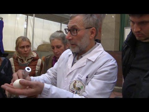 Уход за суточным цыпленком. Советы Вахрамеева А.Б.