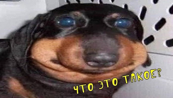 Таксу укусила пчела