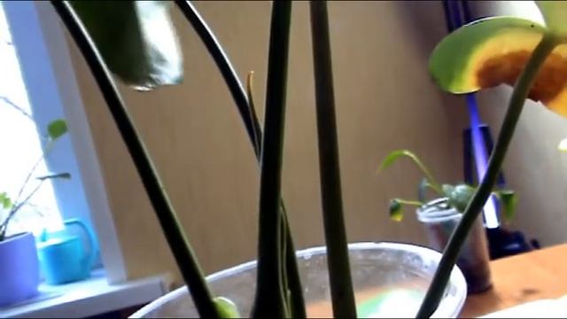 Антуриум. Реанимация. Часть 2 смотреть онлайн