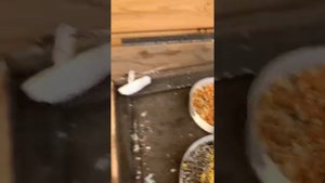 Кормление диких птиц (Щеглы, Щуры, Урагусы и тд.