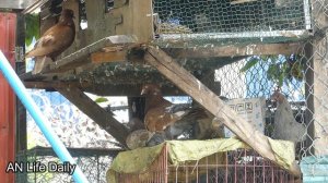 [Help Dog] Remove maggot from dog skin #74