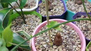 Диоскорея из семян