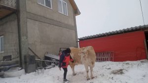 Симменталки.Какие характерные признаки симментальской породы коров?