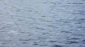 Рыбалка в мае на Щепкином болоте