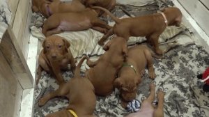 Щенки венгерской выжлы с мамой... Венгерская легавая