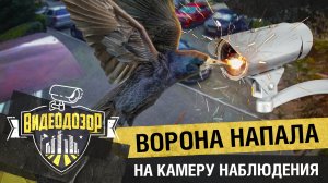 Ворона атаковала уличную камеру наблюдения | Видеодозор