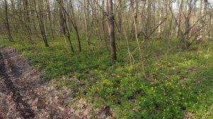 В лесу 23.04.2023г..mp4