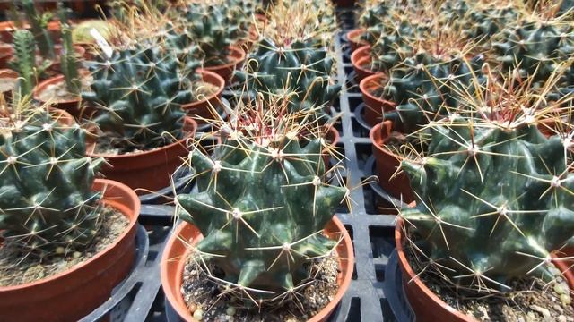 Hamatocactus hamatacanthus Knuth 仙人掌盆栽 大虹 смотреть онлайн