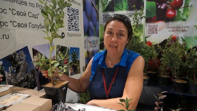 Голубика! Отличия годовалого саженца от 2х-летнего!