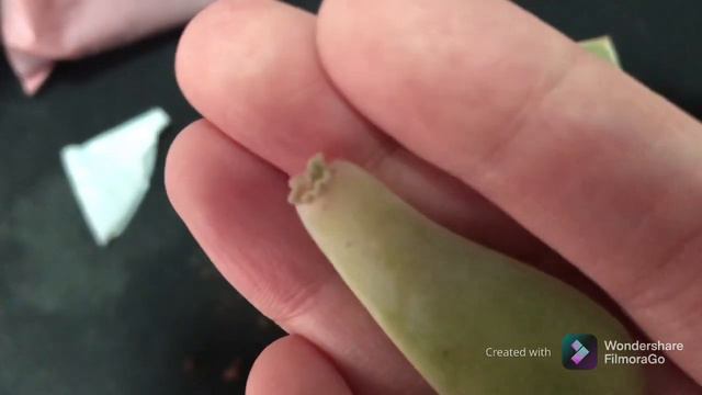 How to propagate succulent from leaf featuring Graptoveria Marpin/Pretty in Pink смотреть онлайн