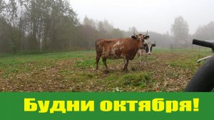 Отличные деревенские деньки УЖЕ октября и небольшое объявление!