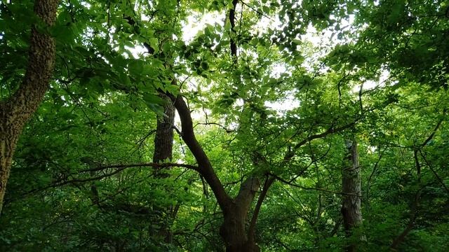 Springdale Art and Nature Center Vision смотреть онлайн