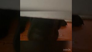 Шарпей ка Злата лает на мастеров )