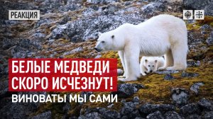 Белые медведи скоро исчезнут! Виноваты мы сами