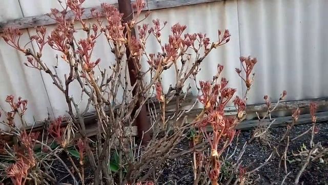 Чем подкормить пион древовидный? Я поступаю так. смотреть онлайн