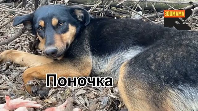 Отчеты по тратам на бездомных животных смотреть онлайн