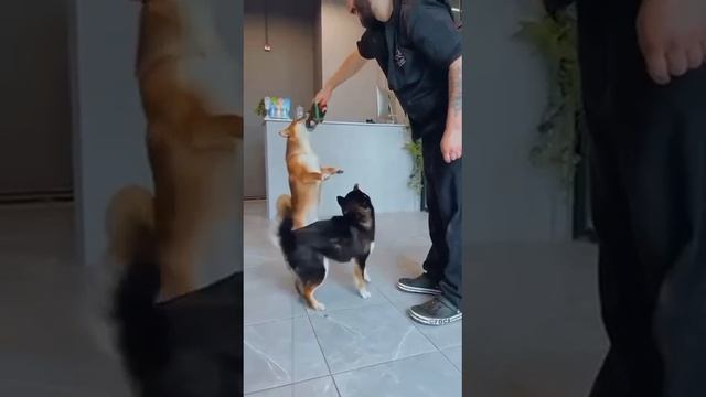 Моя игрушка, не трожь!