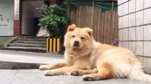 Собака, которая целыми днями ждёт хозяина на станции | Новый Хатико | Преданная собака ждет