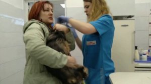 В ветклинике мою собаку отказались обслуживать!!! А все начиналось так хорошо...