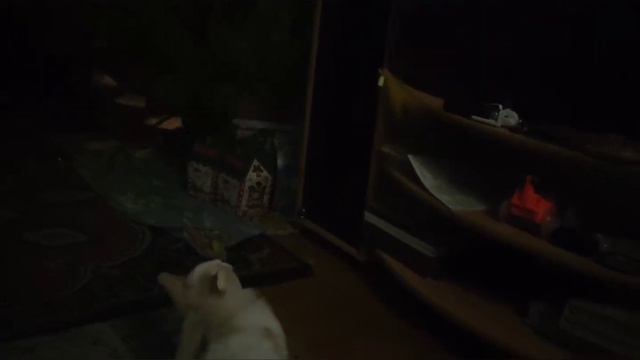 малюсенький ролик про кошек.