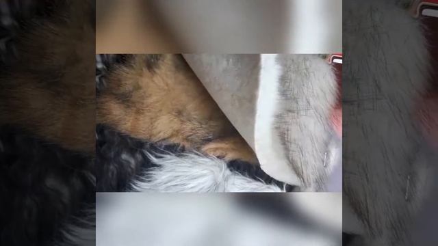 Искусственный мех D49#3 смотреть онлайн