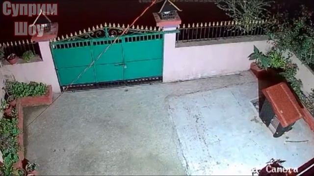 ЛЕОПАРД ПРОТИВ СОБАК! Леопард атакует собак. Леопард в деле ЧАСТЬ 2 смотреть онлайн