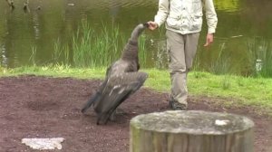 Andean Condor the biggest flying landbird in the world