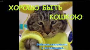 ХОРОШО БЫТЬ КОТЕЙ! КЛАССНЫЕ Кошки, носят, любят