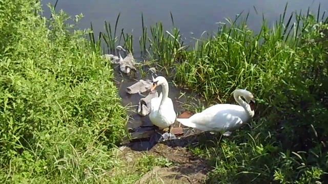 Лебеди с птенцами на Печинских озерах. смотреть онлайн