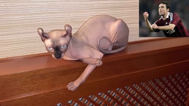 Кошка показывает мне неприличный жест!