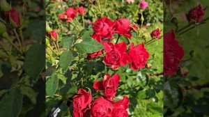 Rose Arifa