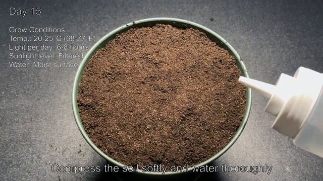 How To Grow A Kiwi Plant From Seed | Meluth смотреть онлайн