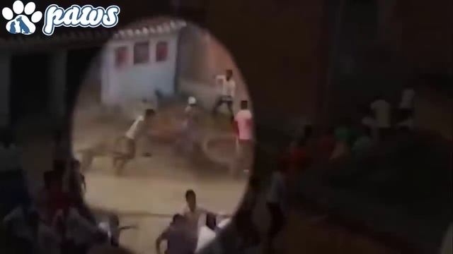 Most amazing wildlife attacks on humans and animals смотреть онлайн