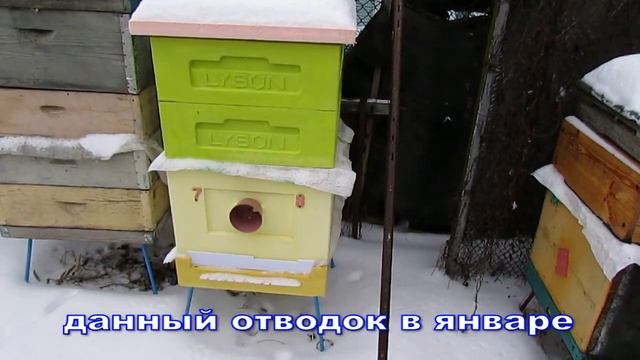 подготовка пчел к зимовке в ноябре - осмотр и пересадка отводка пчел с маткой облетанной в августе смотреть онлайн