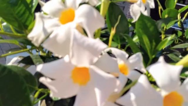 Дипладения (Мандевилла) - декоративная лиана. Dipladenia (Mandevilla) - decorative liana. смотреть онлайн